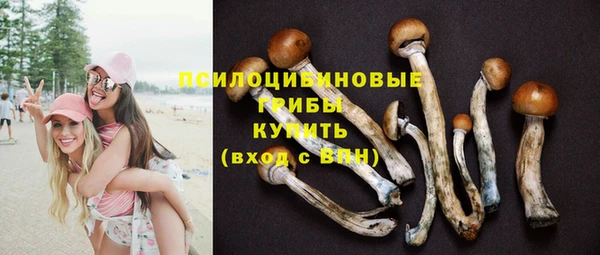 PSILOCYBIN Новозыбков